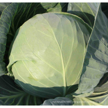 HC53 Yaer heat resistant,round dark green F1 hybrid cabbage seeds